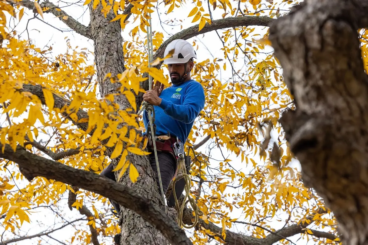 Skilled Tree Planting crew working in Auburn